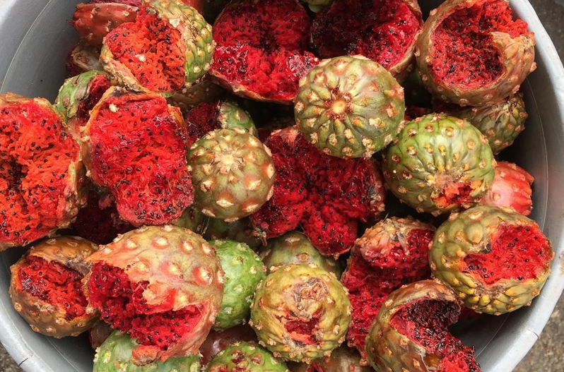Pitaya Sonorense