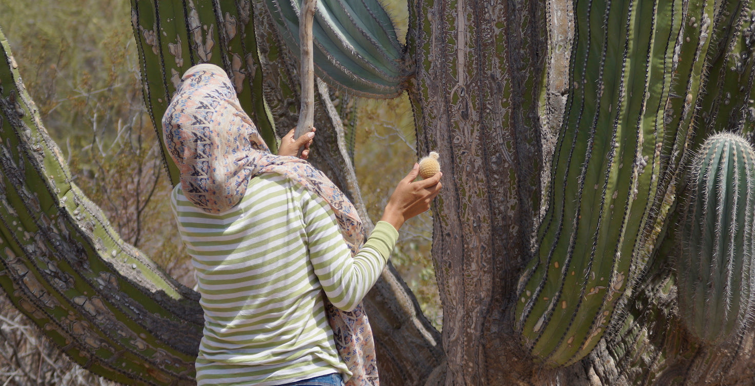 El tiempo en pitayas