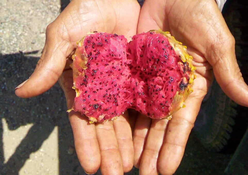 Estudio Comparativo entre el Aceite de Pitaya y el Aceite de Argán y Tuna