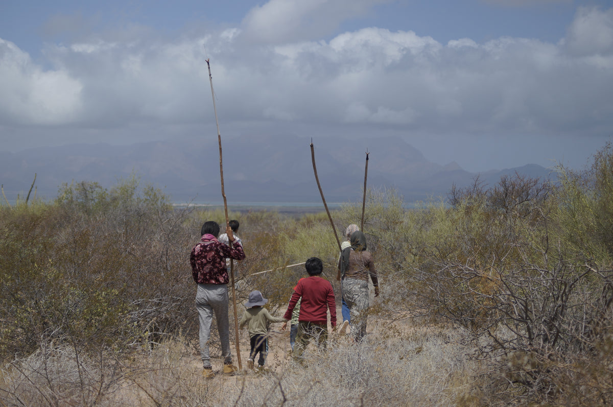 Thurberi - Aceite de Pitaya