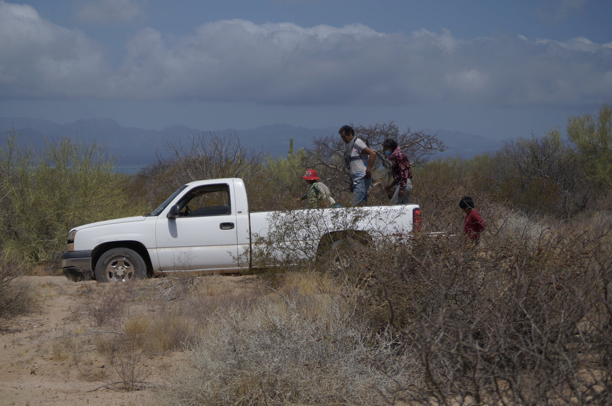 Thurberi - Aceite de Pitaya