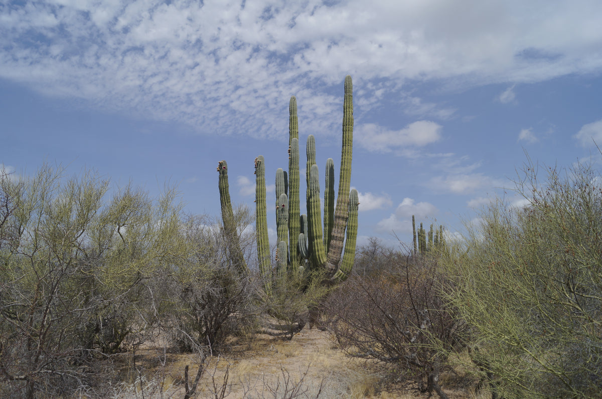 Pringlei - Aceite de Cardón (10ml)