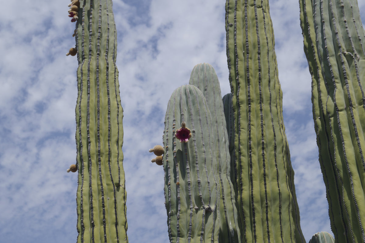 Pringlei - Aceite de Cardón (10ml)