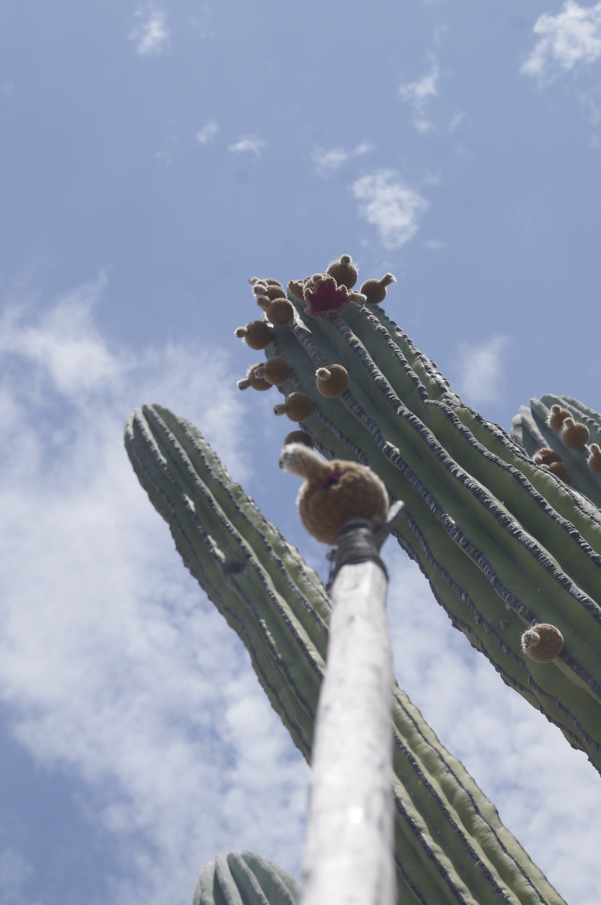 Pringlei - Aceite de Cardón (10ml)