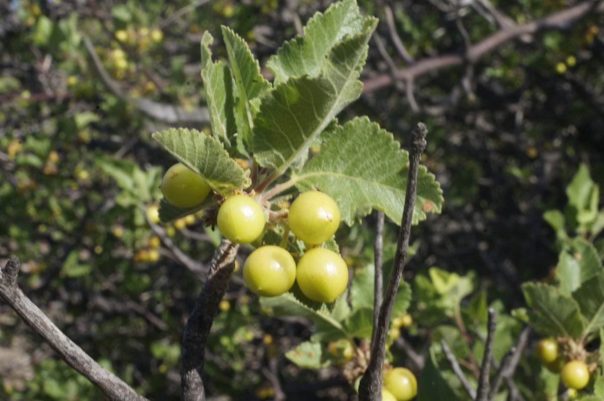 Hindsiana - Esencia de Bursera Hindsiana