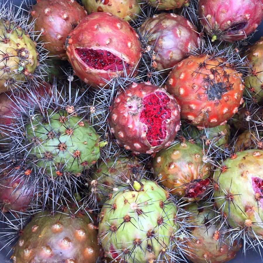 Thurberi - Aceite de Pitaya