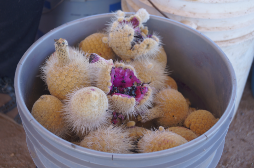 Pringlei - Aceite de Cardón (10ml)