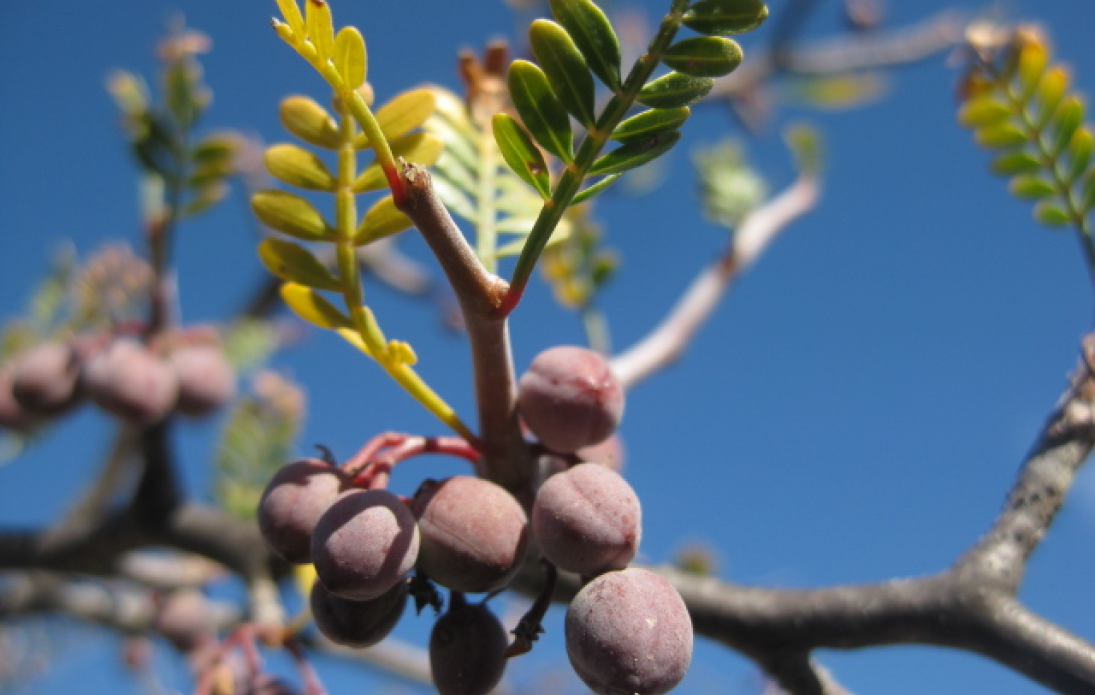 Microphylla - Aceite Esencial de Torote