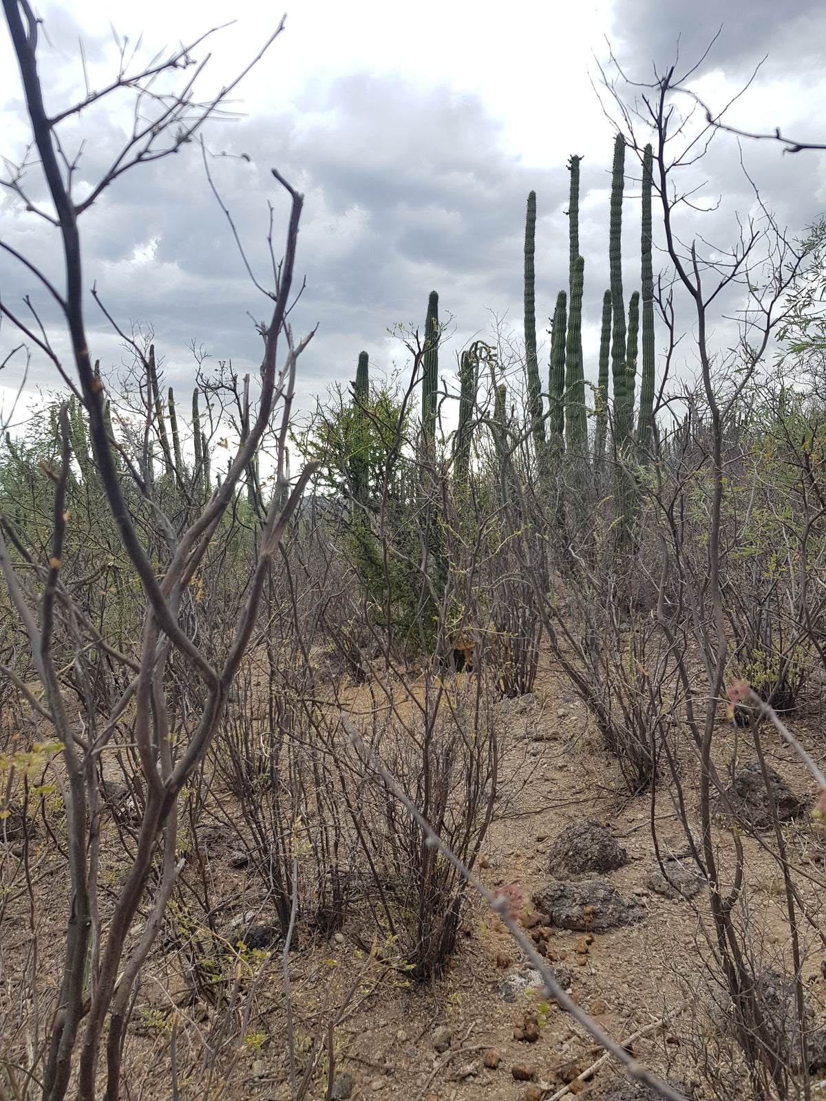 Thurberi - Aceite de Pitaya