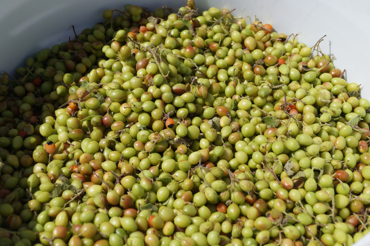 Hindsiana - Esencia de Bursera Hindsiana