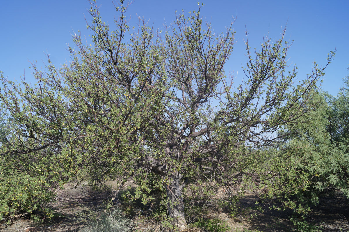 Hindsiana - Esencia de Bursera Hindsiana