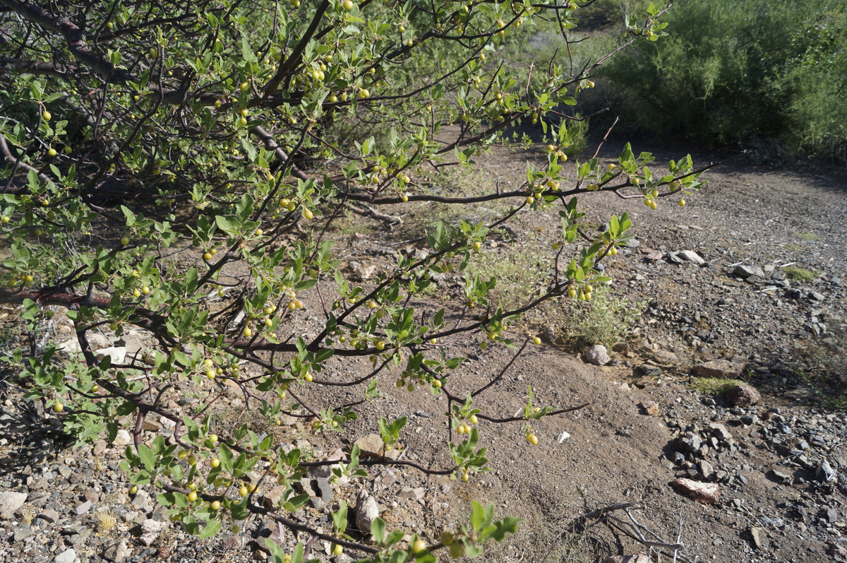Hindsiana - Esencia de Bursera Hindsiana