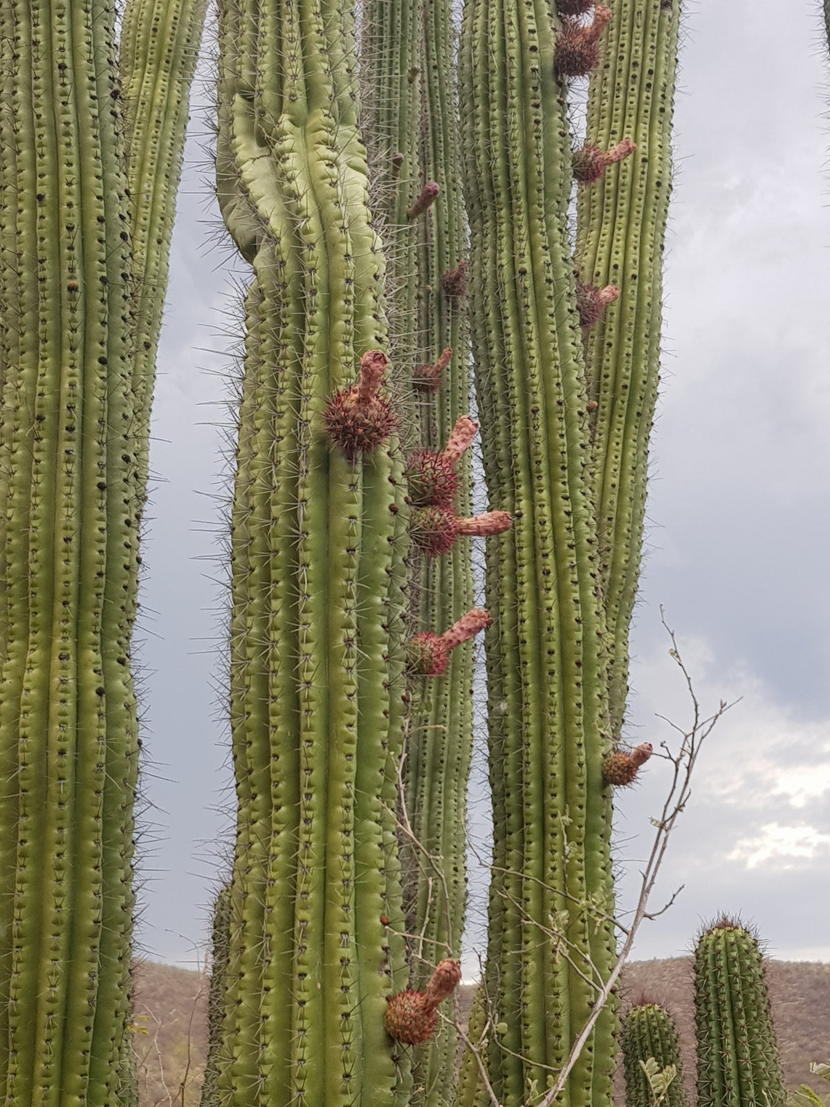 Thurberi - Aceite de Pitaya