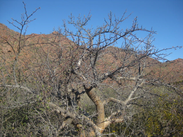 Microphylla - Aceite Esencial de Torote