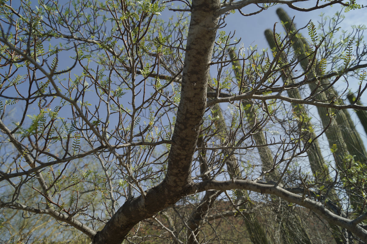 Microphylla - Aceite Esencial de Torote
