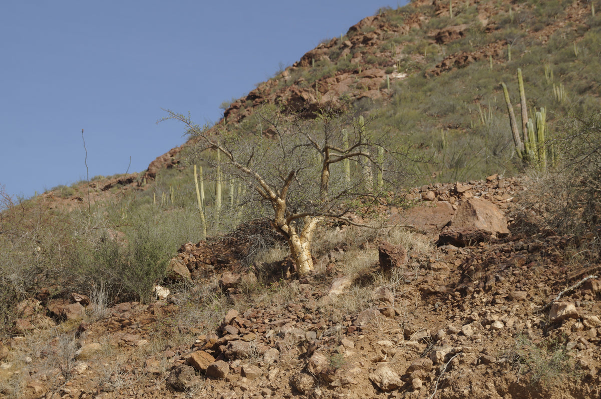 Microphylla - Aceite Esencial de Torote