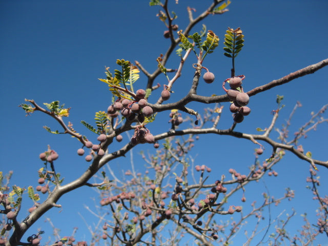 Microphylla - Aceite Esencial de Torote